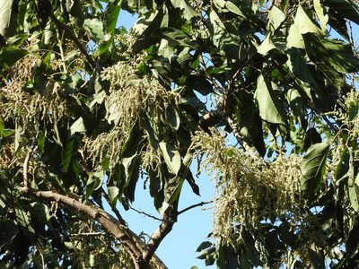 Alchornea latifolia, photographed by Alexis López Hernández