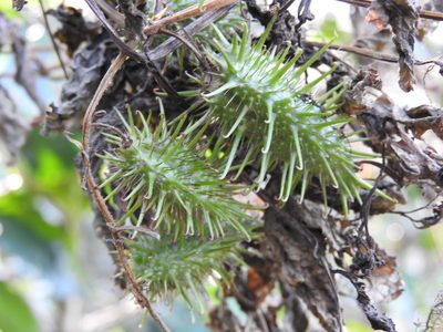 Tourrettia lappacea, photographed by Alexis López Hernández