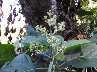 Critonia morifolia, photographed by Alexis López Hernández