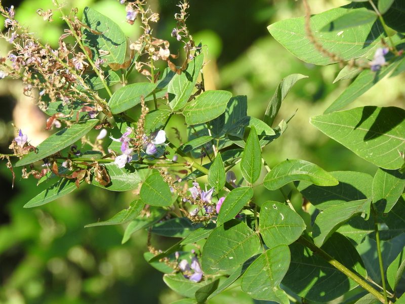 Desmodium helleri, photographed by Alexis López Hernández