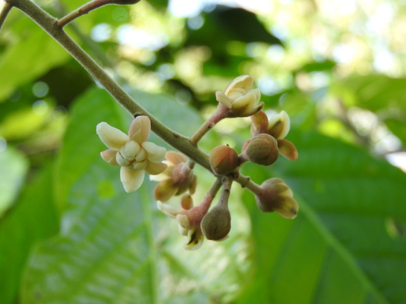 Ocotea botrantha, photographed by Alexis López Hernández