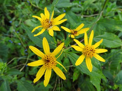 Lasianthaea fruticosa, photographed by Alexis López Hernández