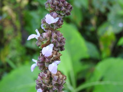 Salvia mocinoi, photographed by Alexis López Hernández