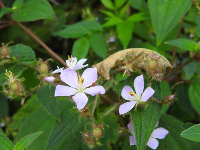 Chaetogastra naudiniana, photographed by Alexis López Hernández