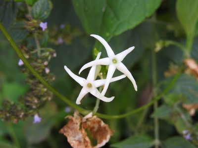 Cyclanthera carthagenensis, photographed by Alexis López Hernández