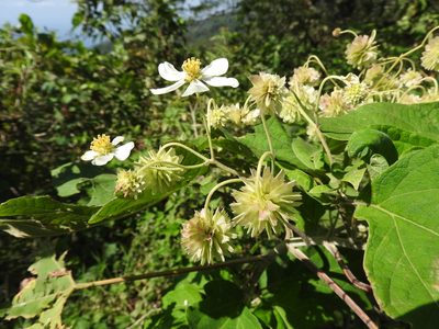 Montanoa hibiscifolia, photographed by Alexis López Hernández