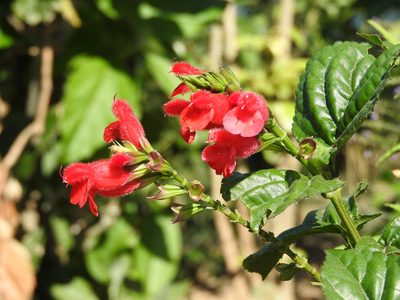 Salvia miniata, photographed by Alexis López Hernández
