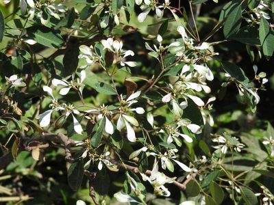 Euphorbia leucocephala, photographed by Alexis López Hernández