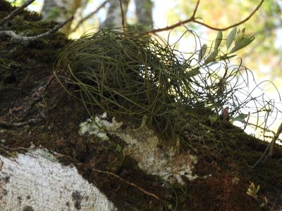 Campyloneurum angustifolium, photographed by Alexis López Hernández