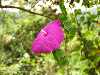 Ipomoea dumosa, photographed by Alexis López Hernández