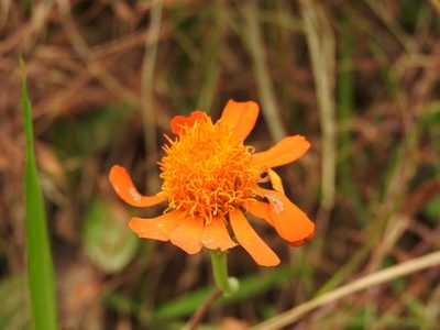 Pseudogynoxys haenkei, photographed by Alexis López Hernández