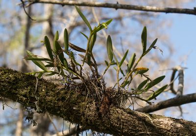 Epidendrum rigidum, photographed by Kevin Faccenda