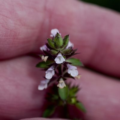 Stachys eremicola, photographed by Michelle W. （鍾偉瑋）