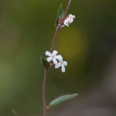 Leucopogon concurvus, photographed by Kym Nicolson