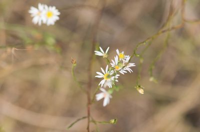 Symphyotrichum depauperatum, photographed by Kevin Faccenda