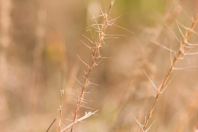 Aristida purpurascens, photographed by Kevin Faccenda