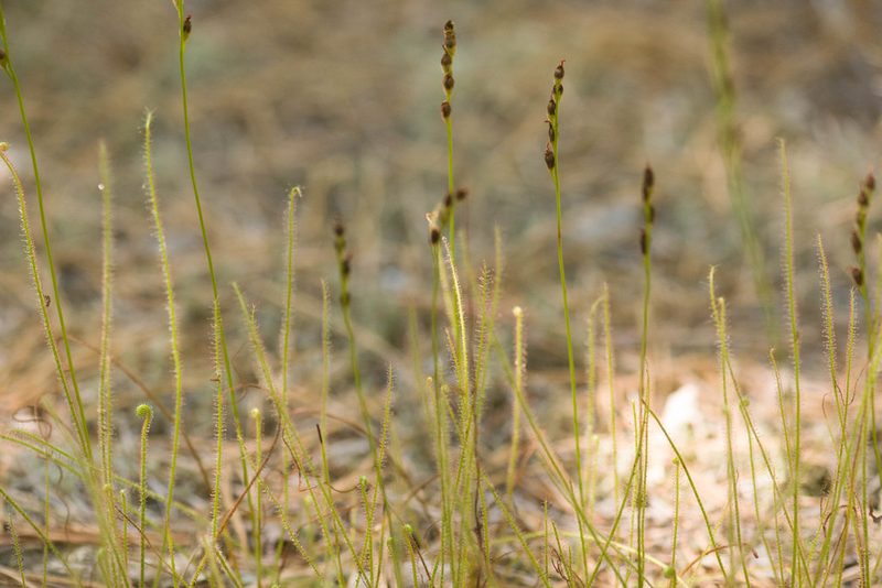 Drosera filiformis, photographed by Kevin Faccenda