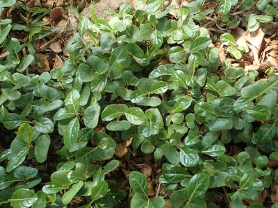 Terminalia mantaly, photographed by 葉子