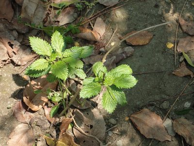 Stachytarpheta urticifolia, photographed by 葉子