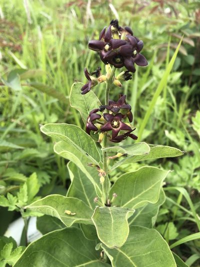 Vincetoxicum atratum, photographed by 黃美滿