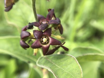 Vincetoxicum atratum, photographed by 黃美滿