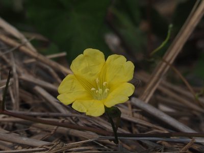 Merremia gemella, photographed by 葉子