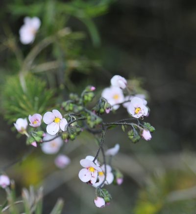 Diplopeltis huegelii, photographed by Margaret Langley