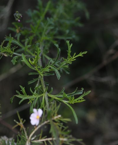Diplopeltis huegelii, photographed by Margaret Langley