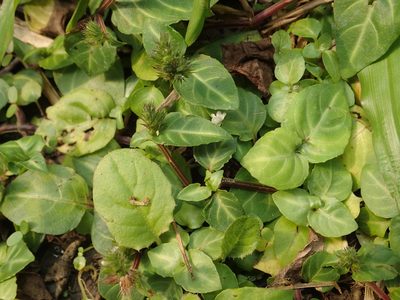 Lepidagathis inaequalis, photographed by 葉子