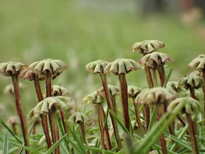 Marchantia emarginata, photographed by 葉子