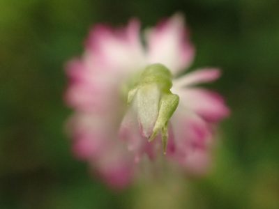 Spiranthes sinensis, photographed by 葉子