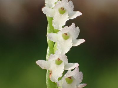Spiranthes sinensis, photographed by 葉子