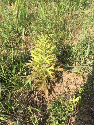 Siphonostegia chinensis, photographed by 周榮茂