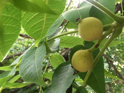 Juglans mollis, photographed by Adriana Nelly Correa Sandoval