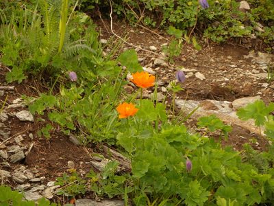 Trollius chinensis, photographed by Dmitriy Bochkov