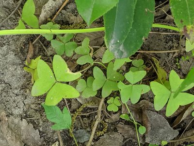 Oxalis dehradunensis, photographed by Alison Northup