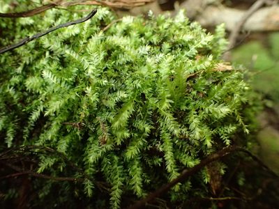 Plagiothecium nemorale, photographed by George Greiff