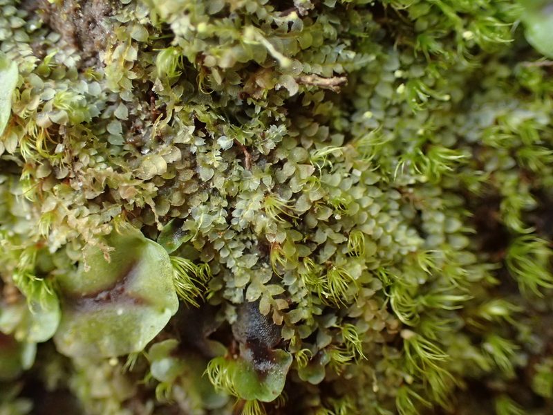 Asperifolia arguta, photographed by George Greiff