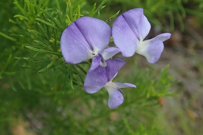 Psoralea laevigata, photographed by Peter Warren