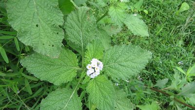 Heliotropium elongatum, photographed by demianlescano
