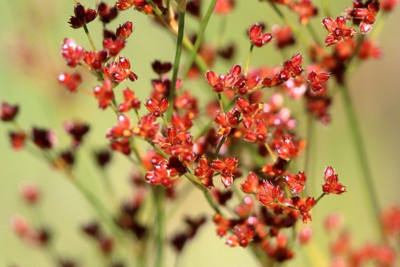 Juncus biflorus, photographed by Lauren McLaurin