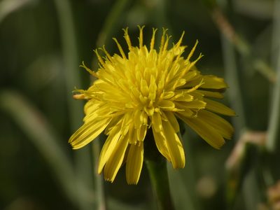 Scorzonera laciniata, photographed by Yves Bas