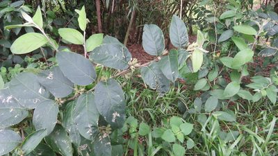 Cestrum strigilatum, photographed by demianlescano