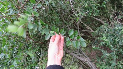 Xylosma venosa, photographed by demianlescano