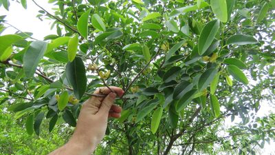 Annona emarginata, photographed by demianlescano