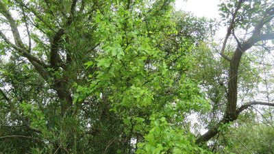 Phyllanthus chacoensis, photographed by demianlescano