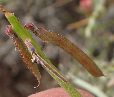 Indigofera nudicaulis, photographed by Nicola van Berkel