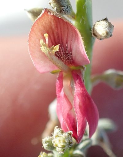 Indigofera nudicaulis, photographed by Nicola van Berkel