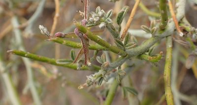 Indigofera nudicaulis, photographed by Nicola van Berkel