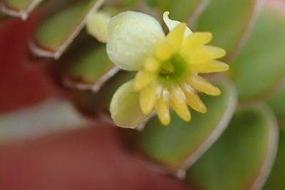 Struthiola argentea, photographed by Peter Warren